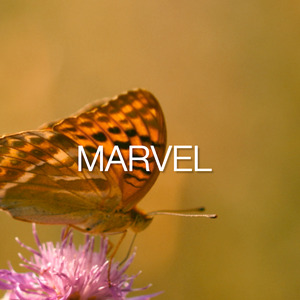 Marvel