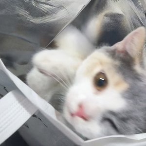 你去哪我都愿意跟你走Demo