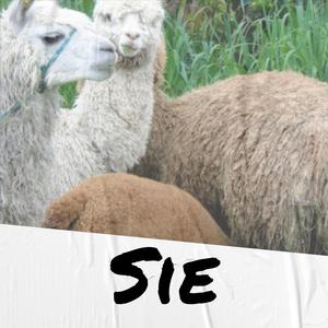 Sie