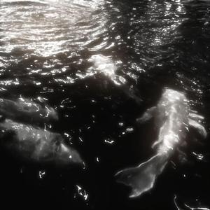 other side (feat. sholoh)