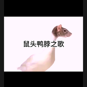 鼠头鸭脖之歌