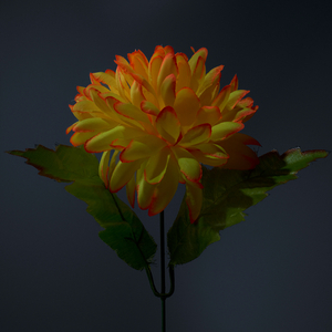 Libre Déambulation