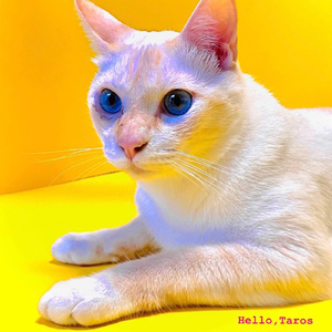 俺たちに明日はある