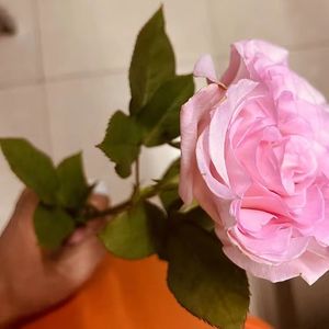 失眠诊所.Prod EVOMUSIC