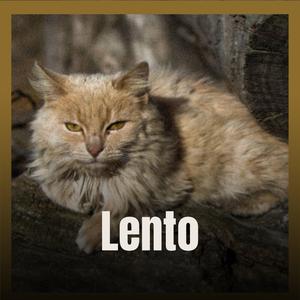 Lento