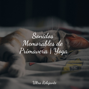 Hierba Soñolienta