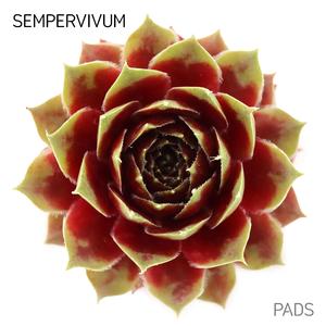 Sempervivum