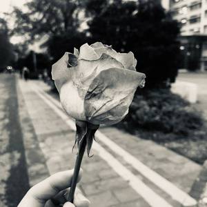 落花年华 萨克斯