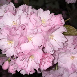 我胡闹的孩子气