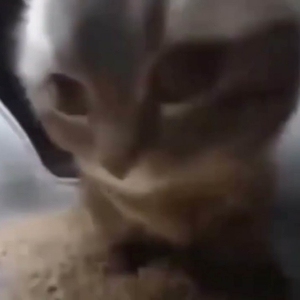 Chipi Chipi Chapa Chapa Hardstyle