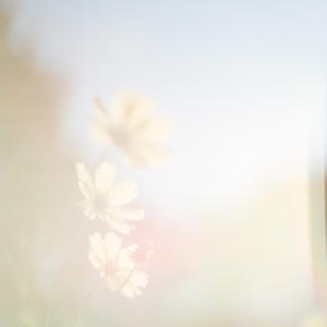 ふられちゃった