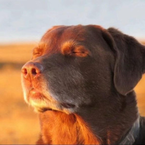 dog basking in the sunlight