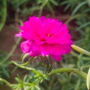 मौसम जाडा को आरो रंग रूप फूल की