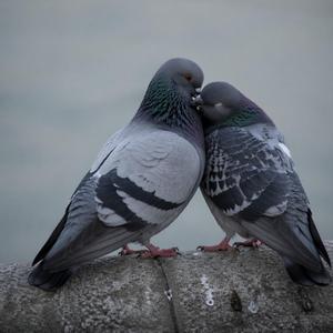 Голубиная Верность