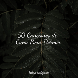 Velas De Viento en El Horizonte