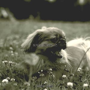 一尘不染孤独的狗印象数