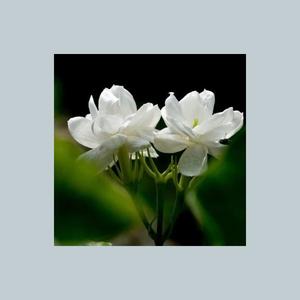 你是我亲手种下的