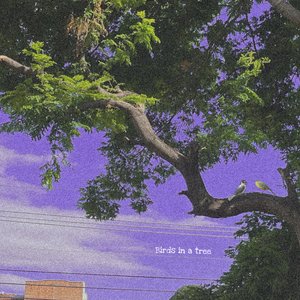 Birds in a Tree
