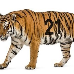 Synthesized Serenity