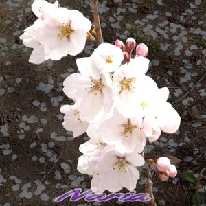 벚꽃이 떨어지면