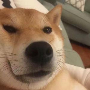 归来是故乡（原唱）