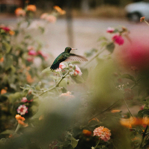 hummingbirds