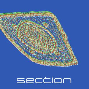Section