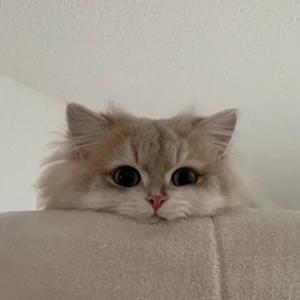 黑框眼镜（Cover：曾沛慈）