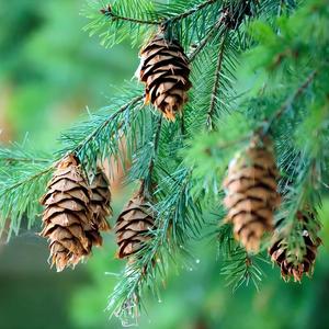 Dokuz sene (şiirli)