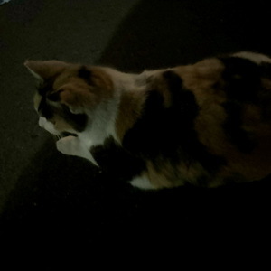 ゆめ (feat.初音ミク)