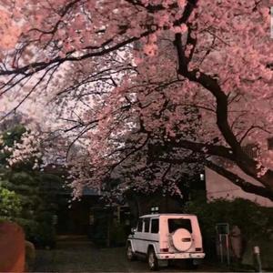 最高地位（翻自 艾辰）