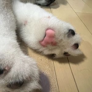 金英淑-金达莱花（金英淑 / 谜底桑 remix）