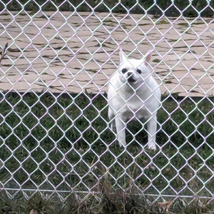 idgaf (feat. Piranha Mae)