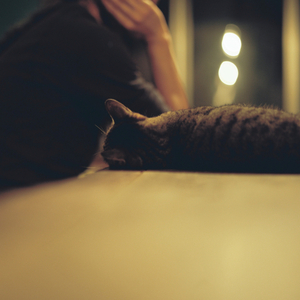 ひまわりの約束