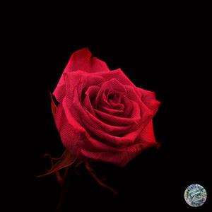 MoonKnight (Instrumental)