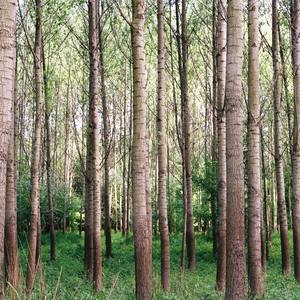 Fall Easily into Deep Sleep