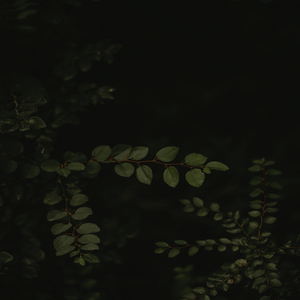 Looped