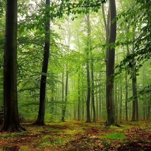 Take Me To The Forest