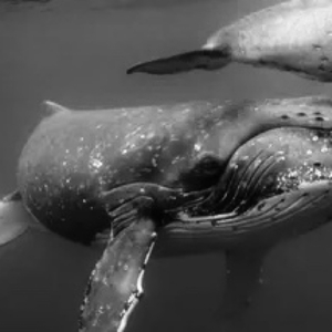 HumpBack