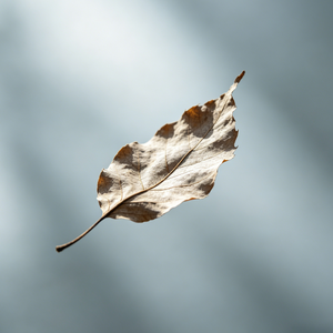 不能不想你（我只能在爱与痛之间喘息）