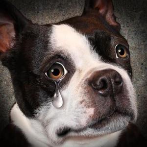 薄情歌【50%Cover】