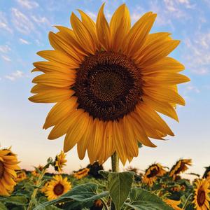 Sonnenblumenkerne