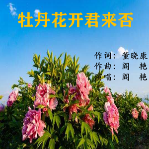 《牡丹花开君知否》
