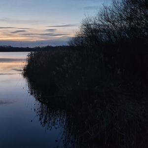 Libellenflug
