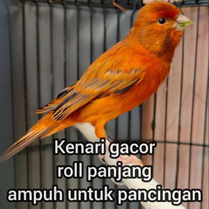 Kenari Gacor Roll Panjang Ampuh Untuk Pancingan
