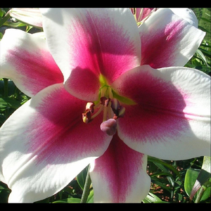 Irish Gothic Sonic Trip