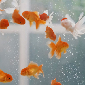 你向左我向右（韩语版）