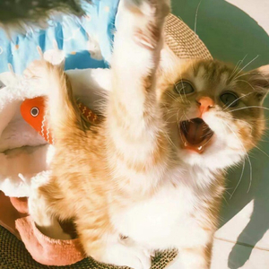 看完这场演出就去告白好吗（小乔）