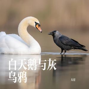 白天鹅与灰乌鸦