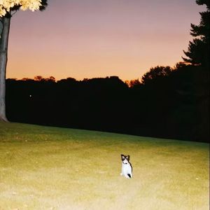 雪后初霁里枯枝的静语